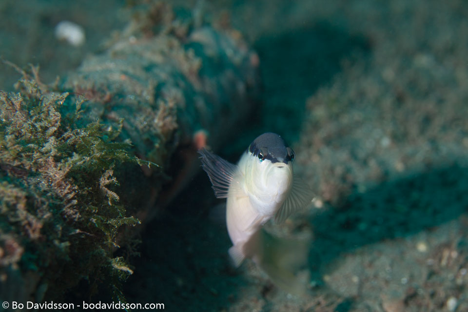 BD-151227-Dauin-0708-Pseudochromis-perspicillatus.-Günther.-1862-[Southeast-Asian-blackstripe-dottyback].jpg